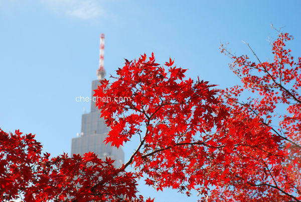 Maple Leaves & NTT DoCoMo Yoyogi Building @ Shinjuku Gyoen, Tokyo